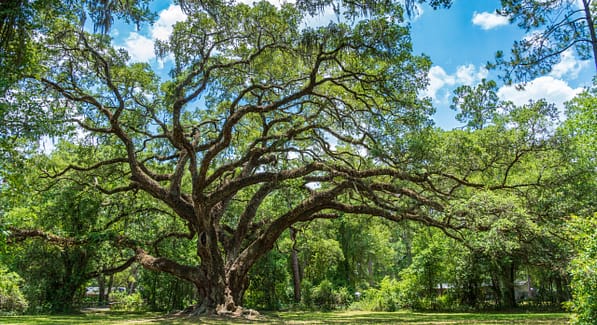 A large tree in forest