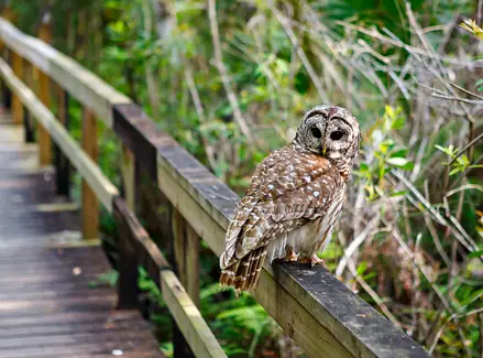 an owl sitting on a railing