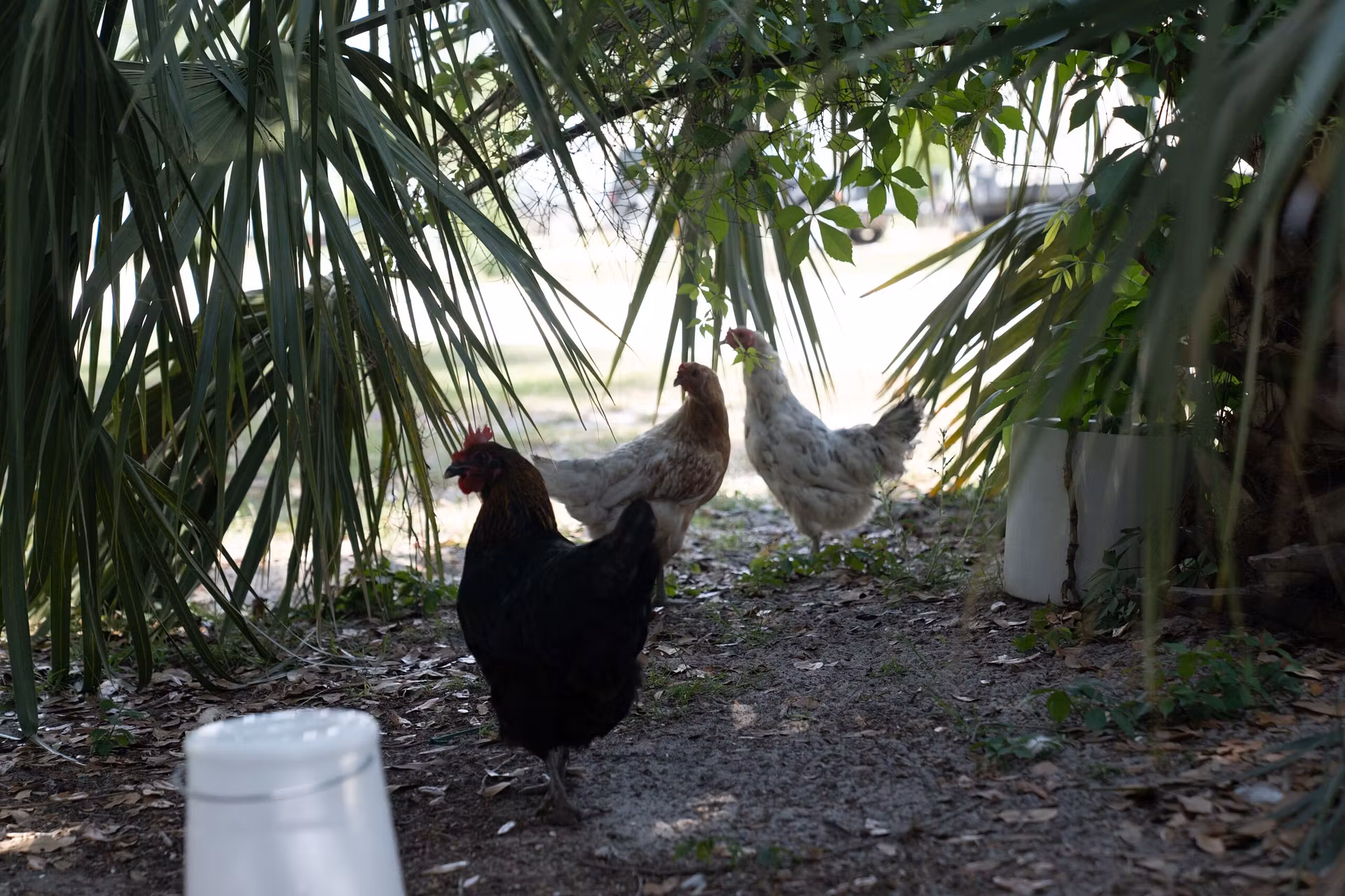 hens