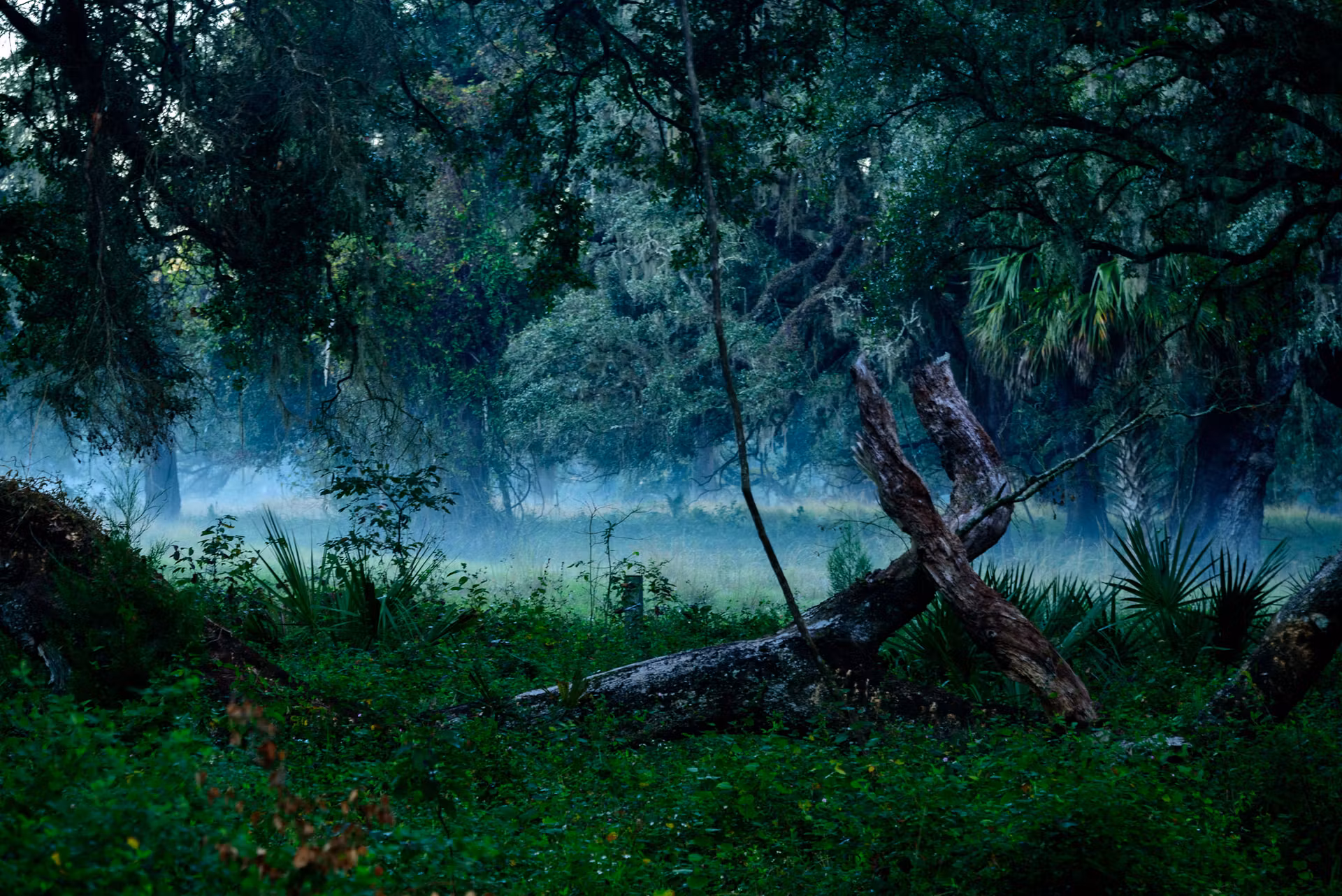 large trees in jungle