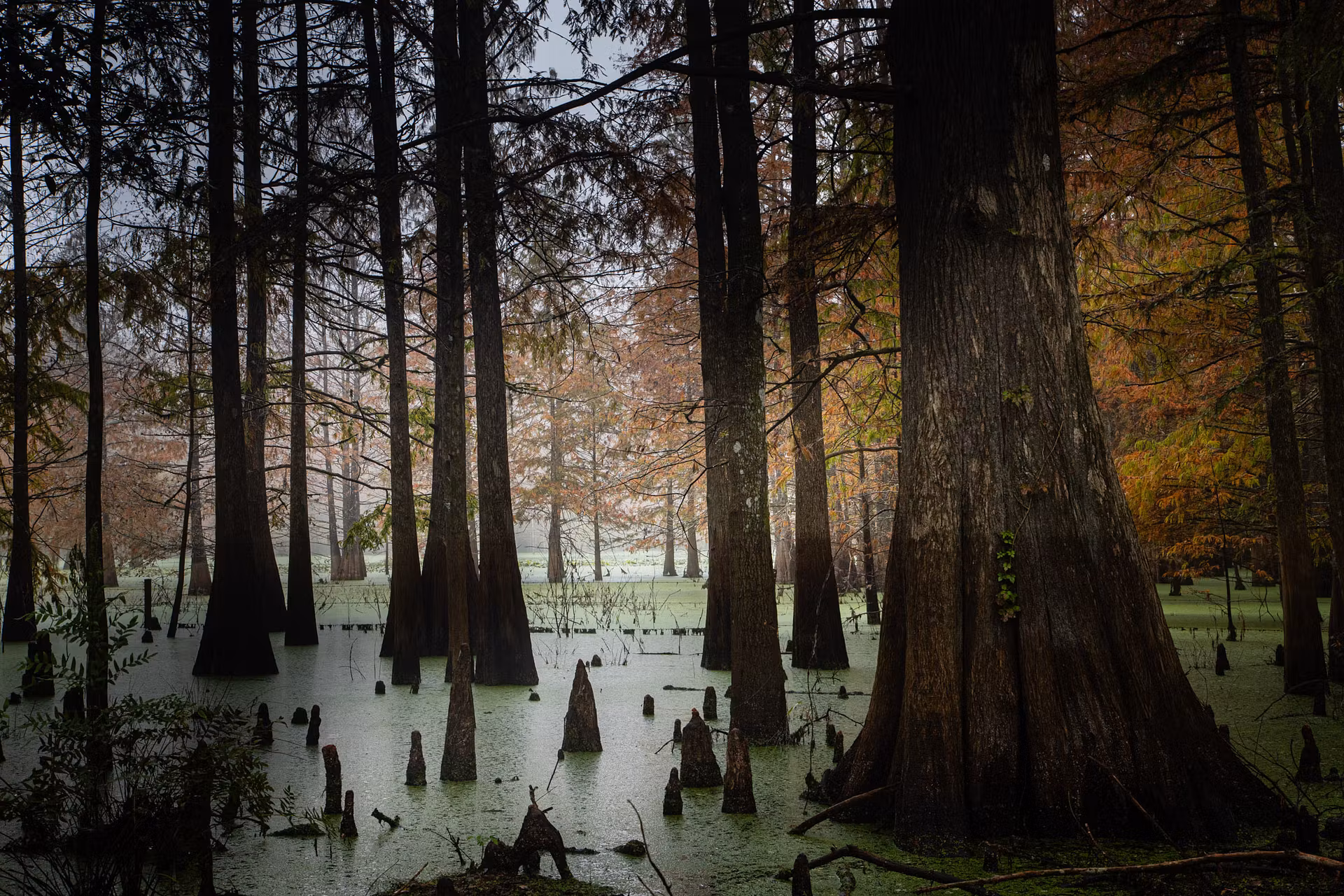 photo of a cypress swap