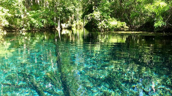 Silver Springs state park in Florida