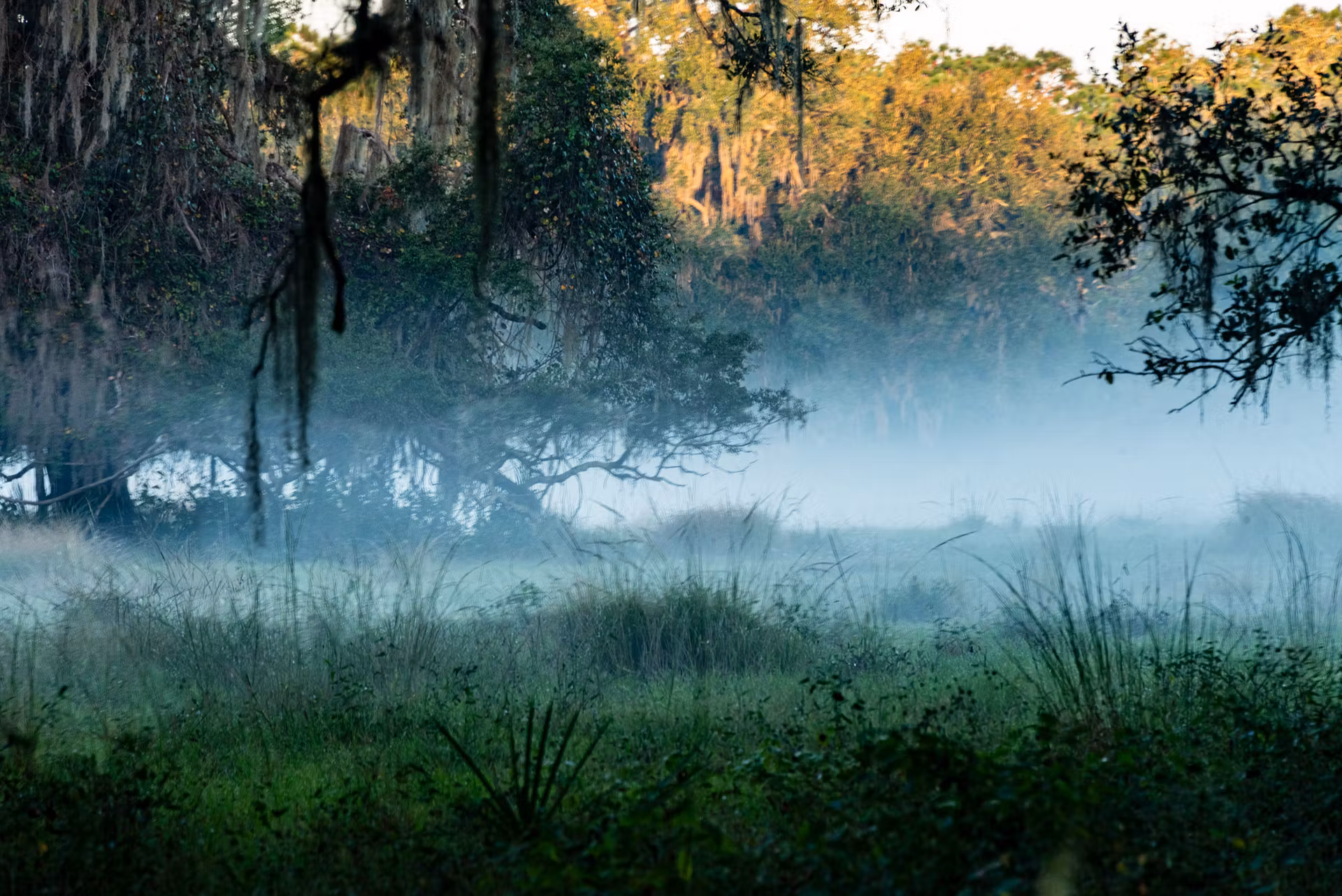 Thick forest view