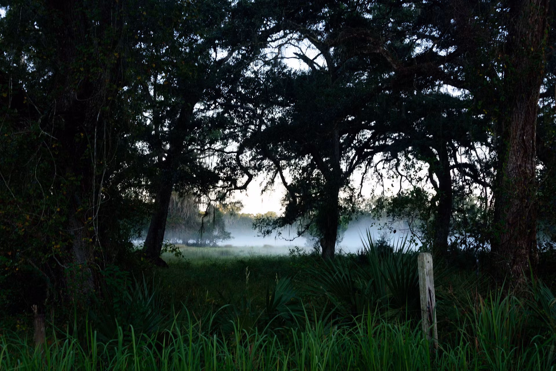 Thick forest view