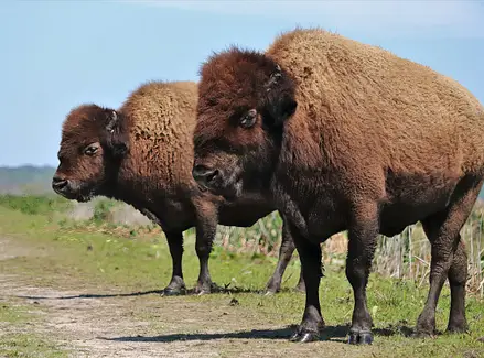 Two American Bison