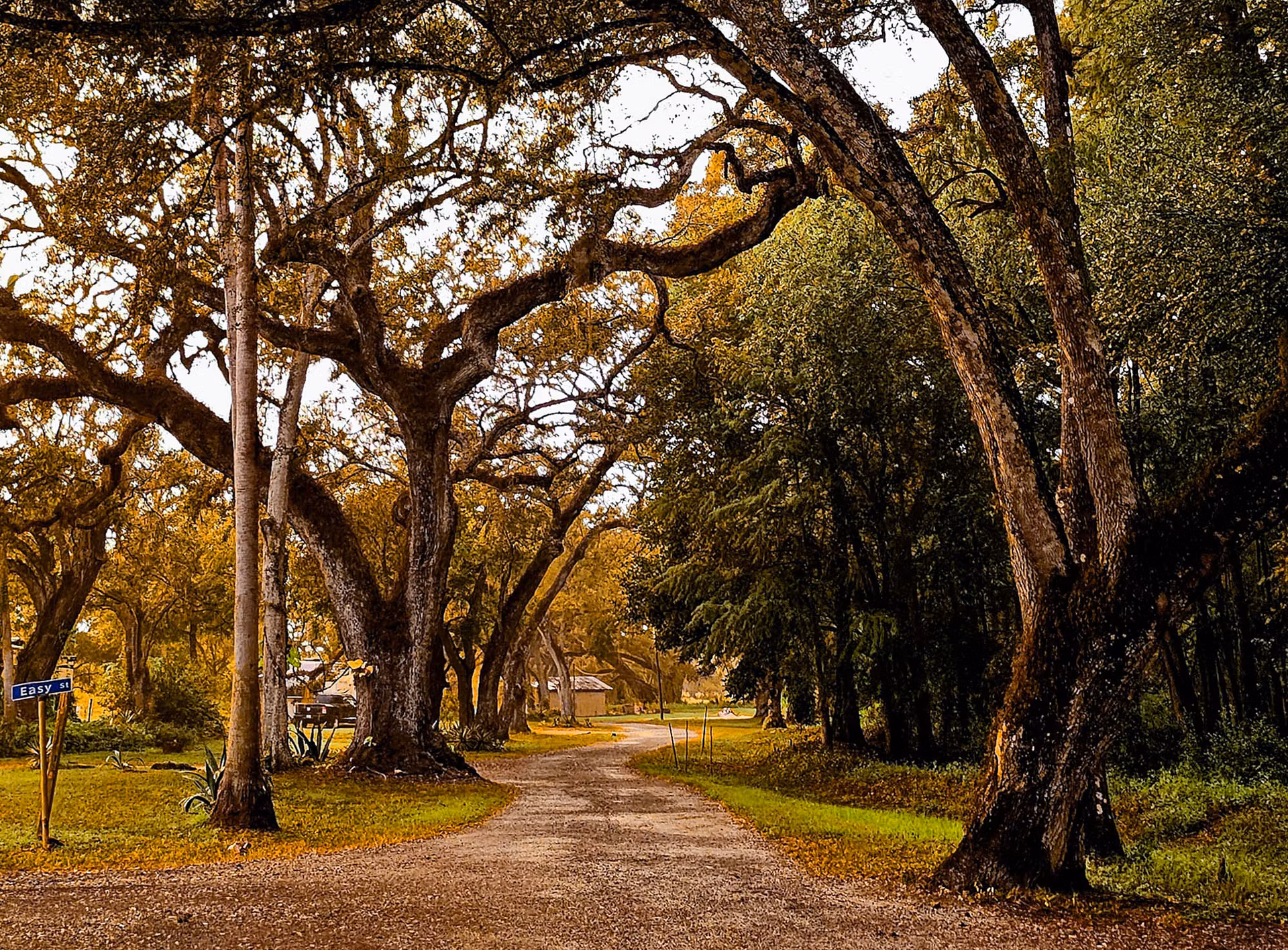 walkway in woods