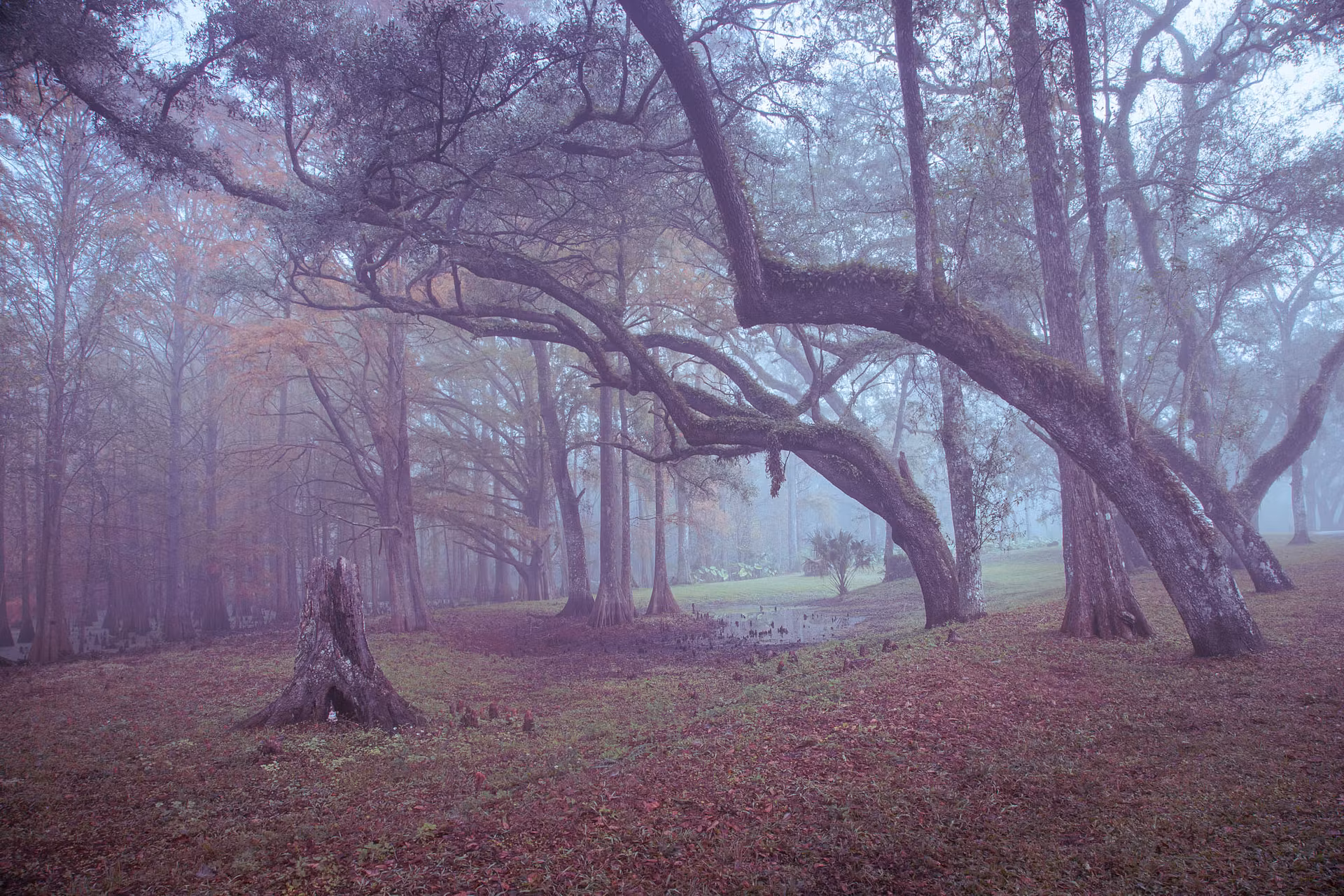 woods